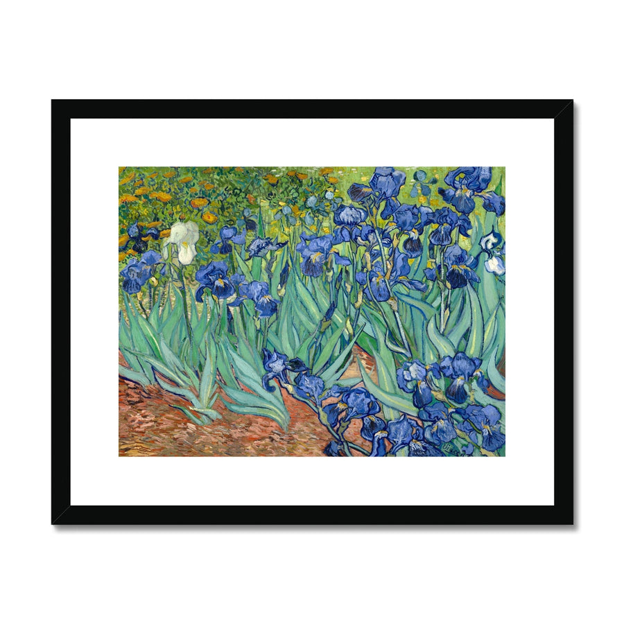 Irises