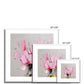 Pink Tulips