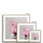 Pink Tulips