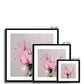 Pink Tulips